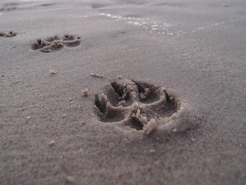 Pfotenabdrücke eines Hundes im feuchten Sand